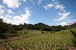 finca viñoa